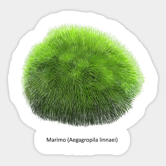 Aegagropila linnaei, known as Marimo or Moss Ball Sticker by Familyshmot